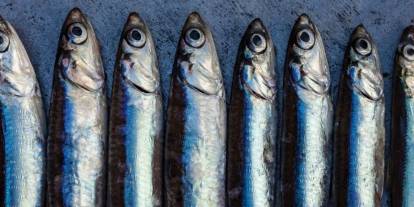 Gürer: “Hamsi bir hafta 70 TL, ertesi hafta 140 TL"