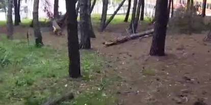 Alaçam Belediyesi yüzlerce çam ağacını kesti...