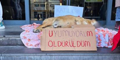 Çankaya'da öldürülen köpek için ‘yaşam nöbeti'ne polis saldırdı