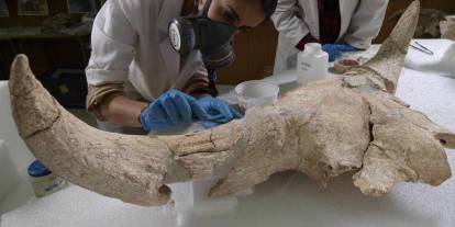 Yeni keşif: Neandertaller bir mağarada nesiller boyunca ‘Kafatası Koleksiyonu’ yapmış