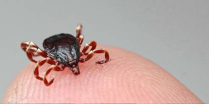 Sağlık Bakanlığı’ndan ‘Kırım Kongo Kanamalı Ateşi’ uyarısı