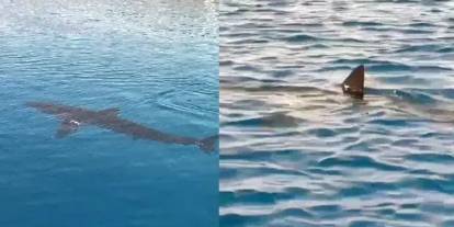 WWF-Türkiye'den Gökova'daki köpek balığı görüntülerine ilişkin açıklama