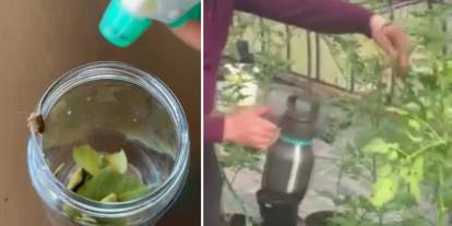 Çiftçinin belini büken kokarca böceğine çözüm bulundu