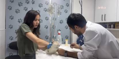 Nazilli'de hastalanan kedi veterinere sığındı