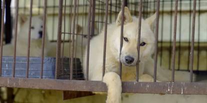 Güney Kore köpek etini yasakladı, peki kalan köpeklere ne olacak?