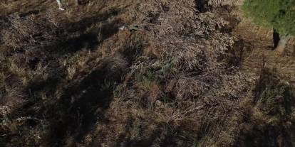 Bursa, Karacabey'de zeytin, ceviz ve badem ağaçları kesildi