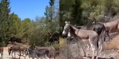 Datça'da toplanan yaban eşekleri doğaya salındı