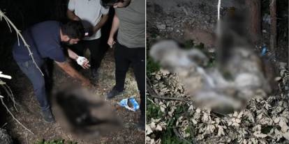 Gümüşhane'de ormanlık alanda köpek cesetleri bulundu!