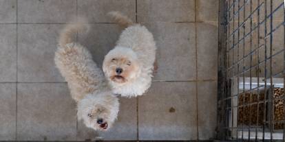 İzmir’de 20 cins köpek kötü muamele gördükleri evden kurtarıldı