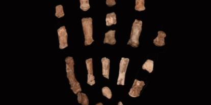 Kenya’da 1,5 milyon yıllık “Fındıkkıran Adam” eli bulundu