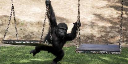 Nijerya’dan “Zeytin” tepkisi: “Türk hükümetinin yaptığı şeyde mantık yok”