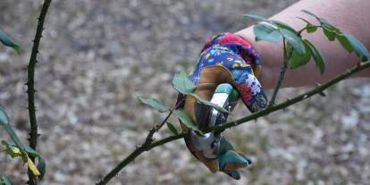 Kasım Ayında Budanması Gereken 5 Ağaç ve Bitki: Baharda Canlanmaları İçin Şimdi Harekete Geçin!