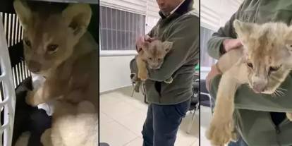 Tuzla'da bir veterinerde yakalanandı: Ana vatanından koparılan yavru aslan koruma altına alındı