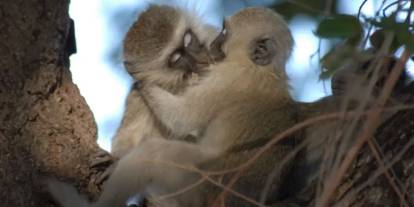 Dudak dudağa öpüşme ne zaman başladı? "İnsanlar, şempanzeler ve bonoboların hepsi öpüşüyor"
