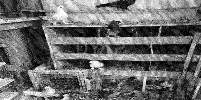 Traktör, inek, koyundan sonra şimdi de güvercinlere haciz!