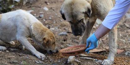 Valilik sokak hayvanlarının beslenmesini yasaklamıştı: İstanbul Barosu harekete geçti