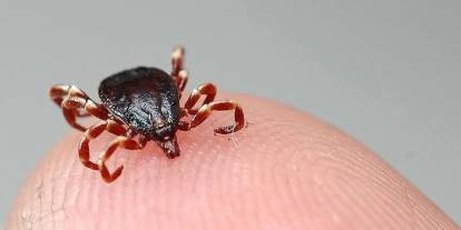 Türk bilim insanlarının kene aşısı başarısı