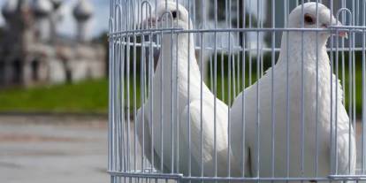 Çarpıcı şans oyunları anketi: Türkiye'nin yüzde 75'i talih kuşuna güvenmiyor!