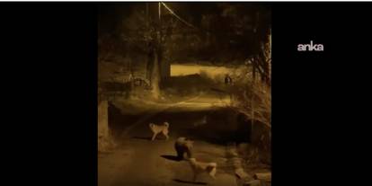 Pülümür ilçe merkezinde anne ayı ve sokak köpekleri arasında hareketli anlar