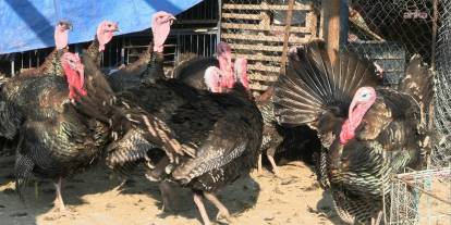 Hindi de ekonomiden nasibini aldı: Günde 200 tane satıyorduk şimdi 4 tane