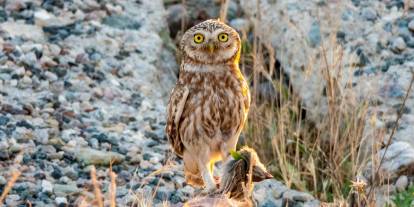 Adıyaman’da bir kukumav kuşu avlanırken görüntülendi