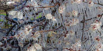 İzmir AKOM'dan zirai don uyarısı: Sıcaklıklar eksi beş dereceye kadar düşecek