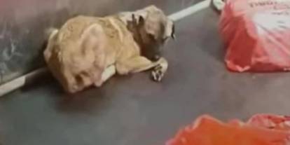 Ankara Büyükşehir Belediyesi'nden 'hayvan barınağı' açıklaması