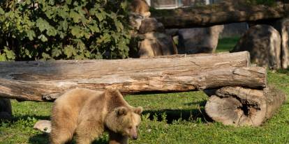 İzmir Doğal Yaşam Parkı’nın yeni sakini: Boz Ayı 'Yumuk'