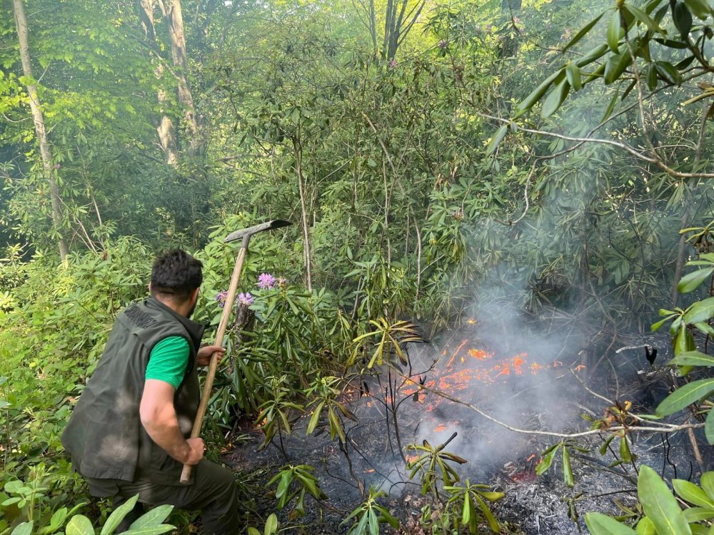 Sakarya'da orman yangını:  5 dönüm alan yandı