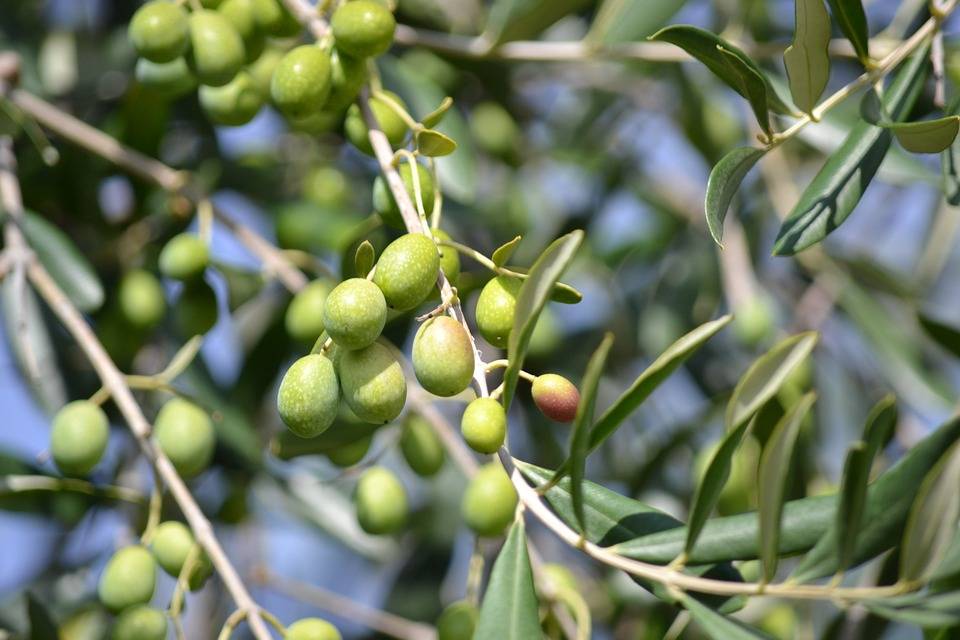 olives-886880-960-720.jpg