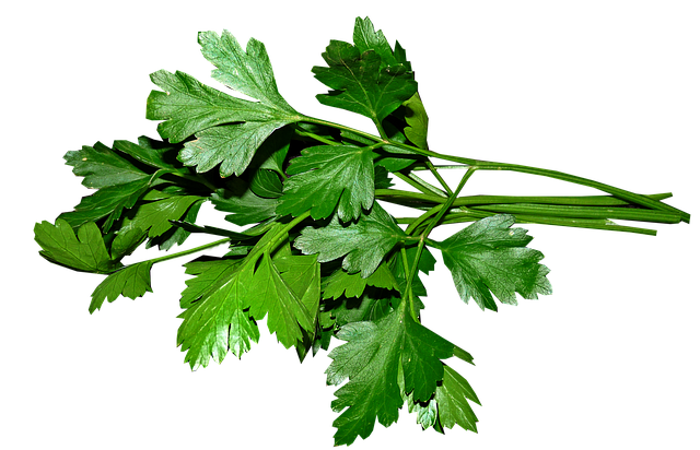 parsley-3622868-640.png