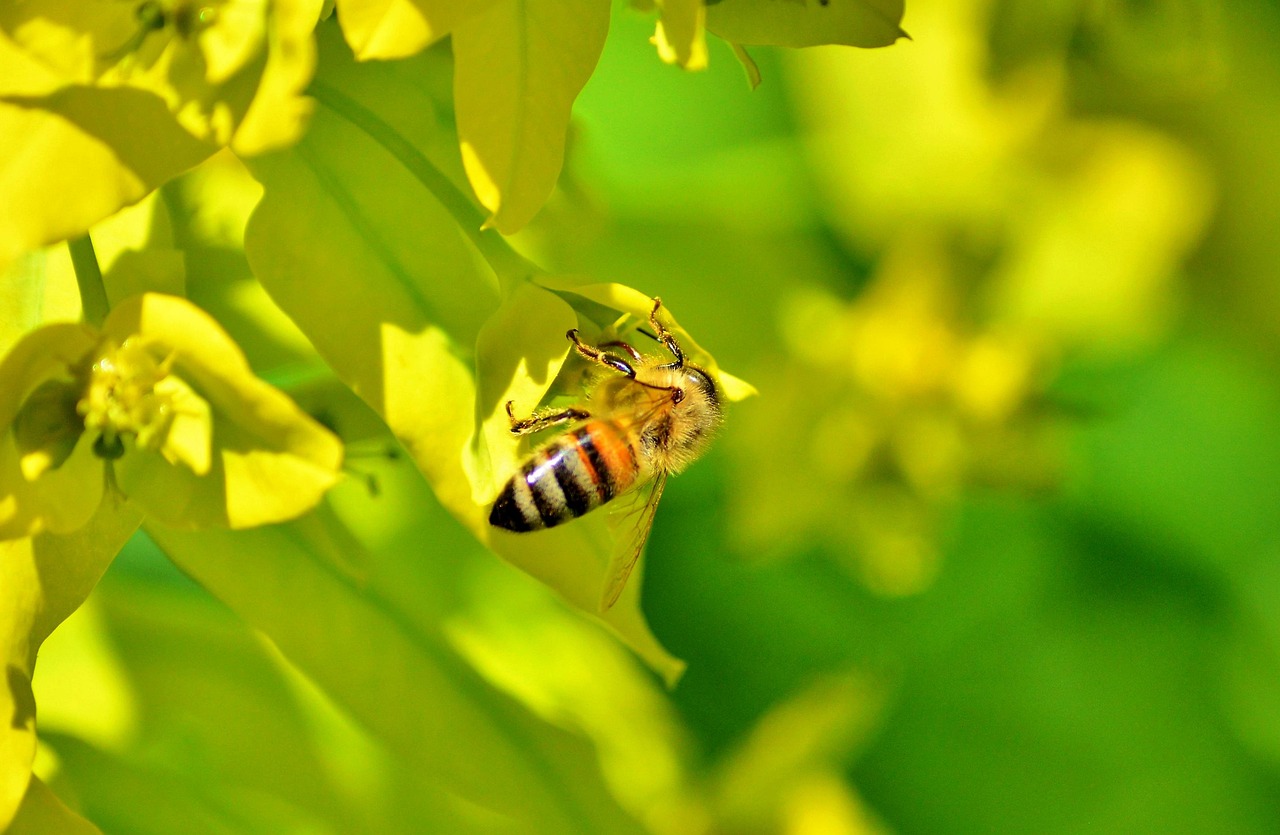 bee-3275661-1280.jpg