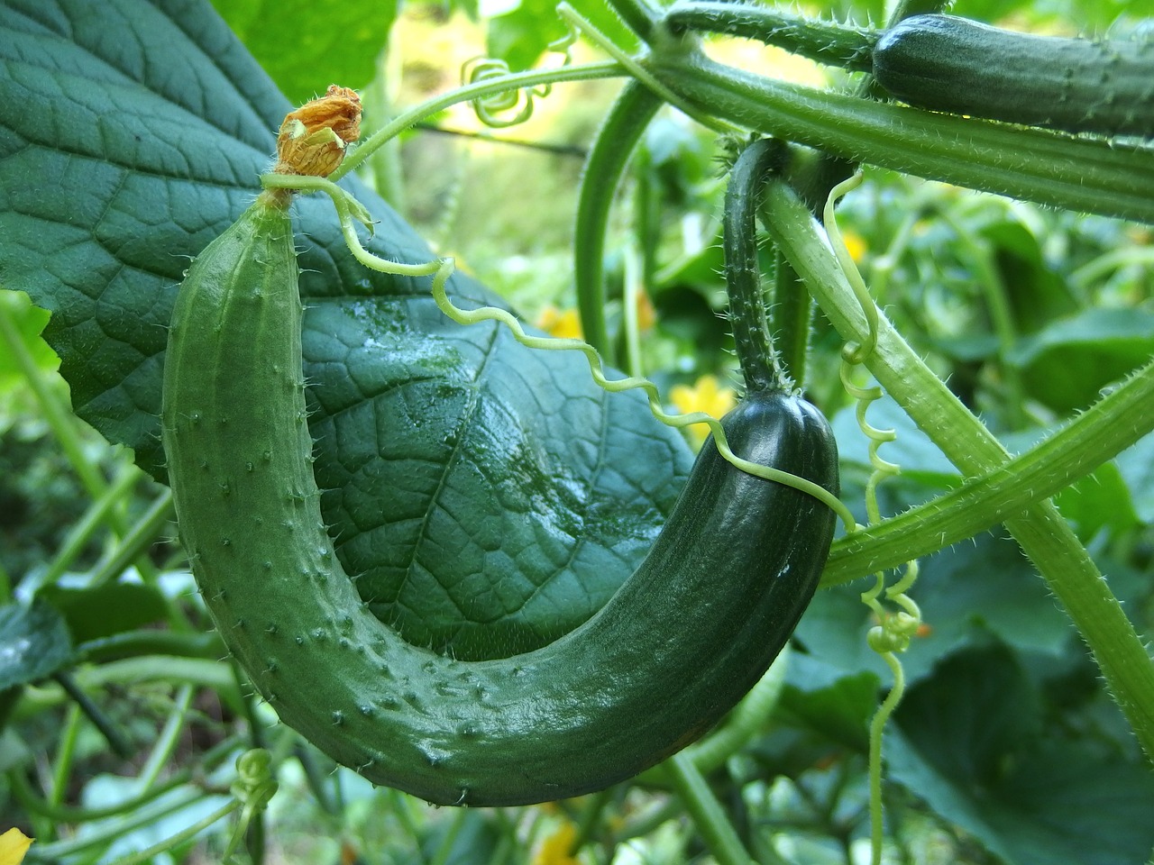 cucumber-1681504-1280.jpg