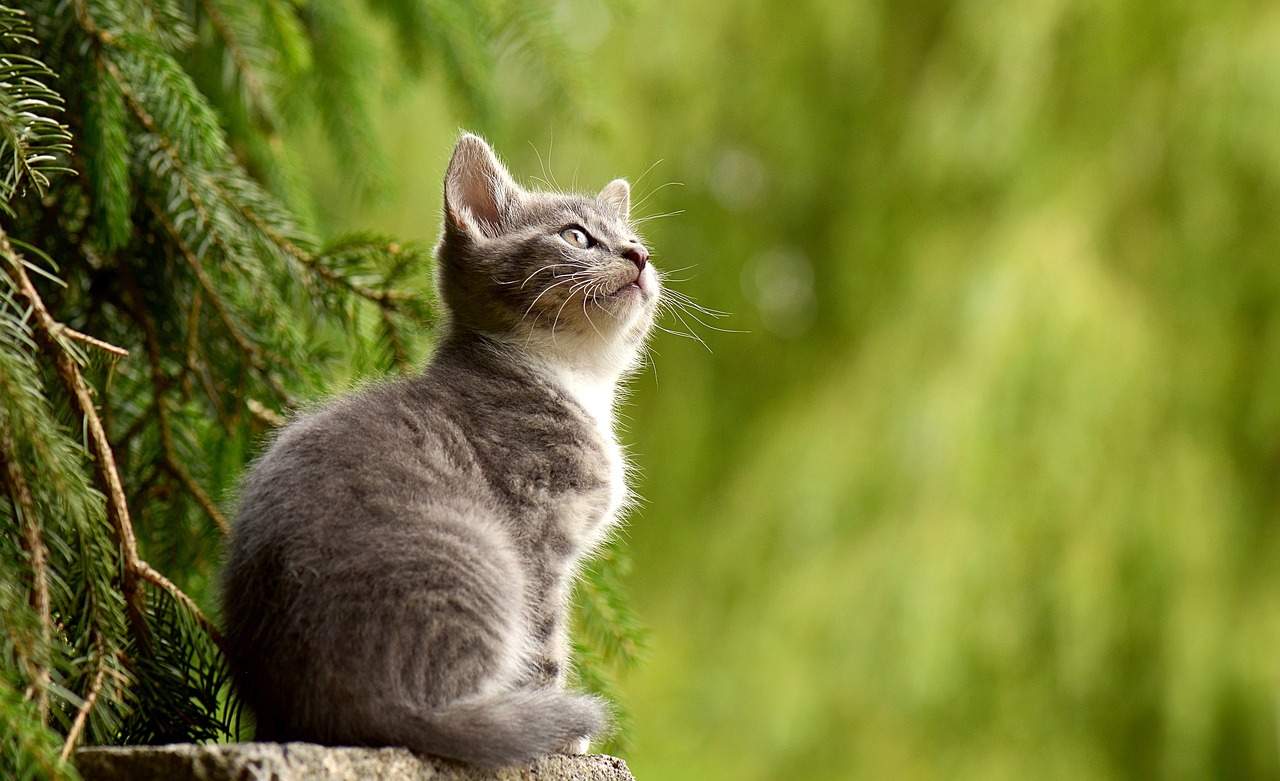 cat-2083492-1280.jpg