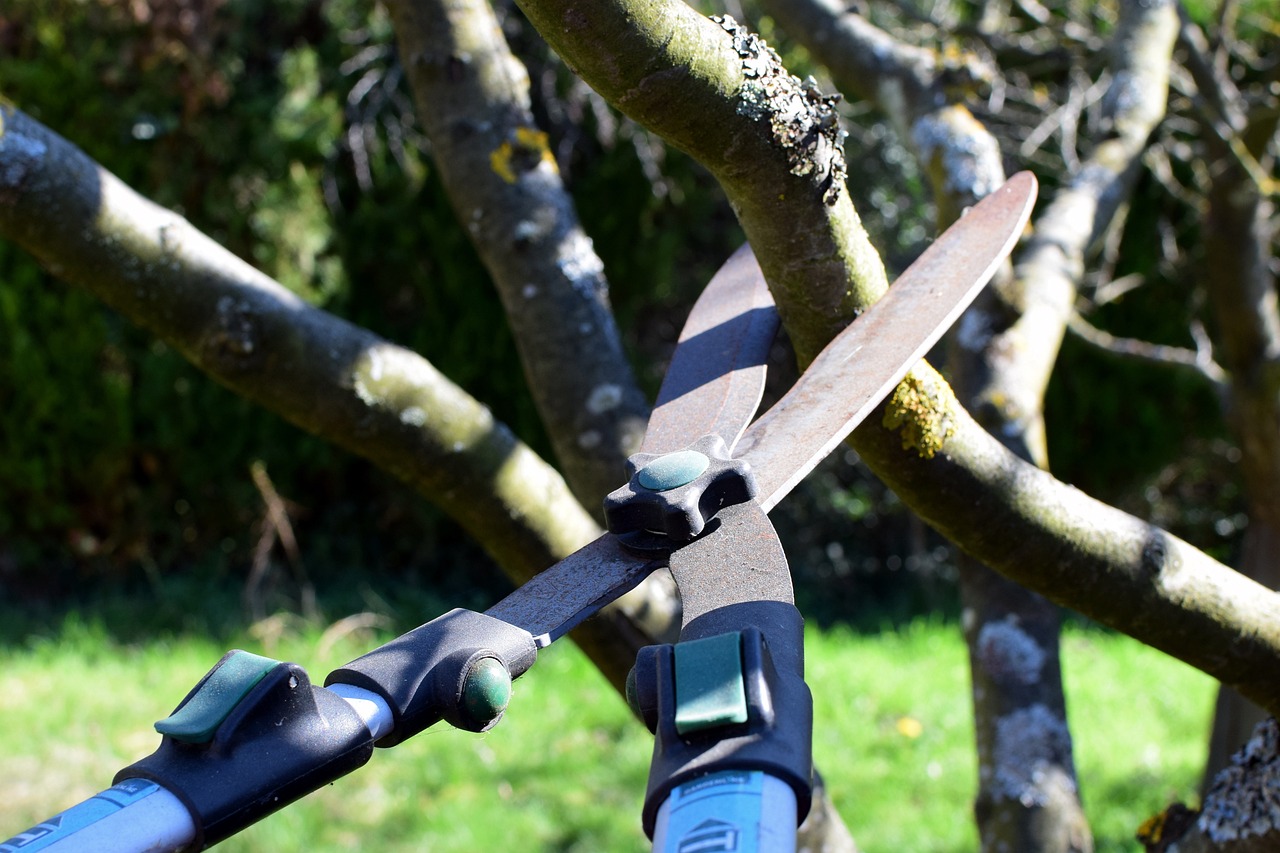 pruning-shears-4964455-1280.jpg
