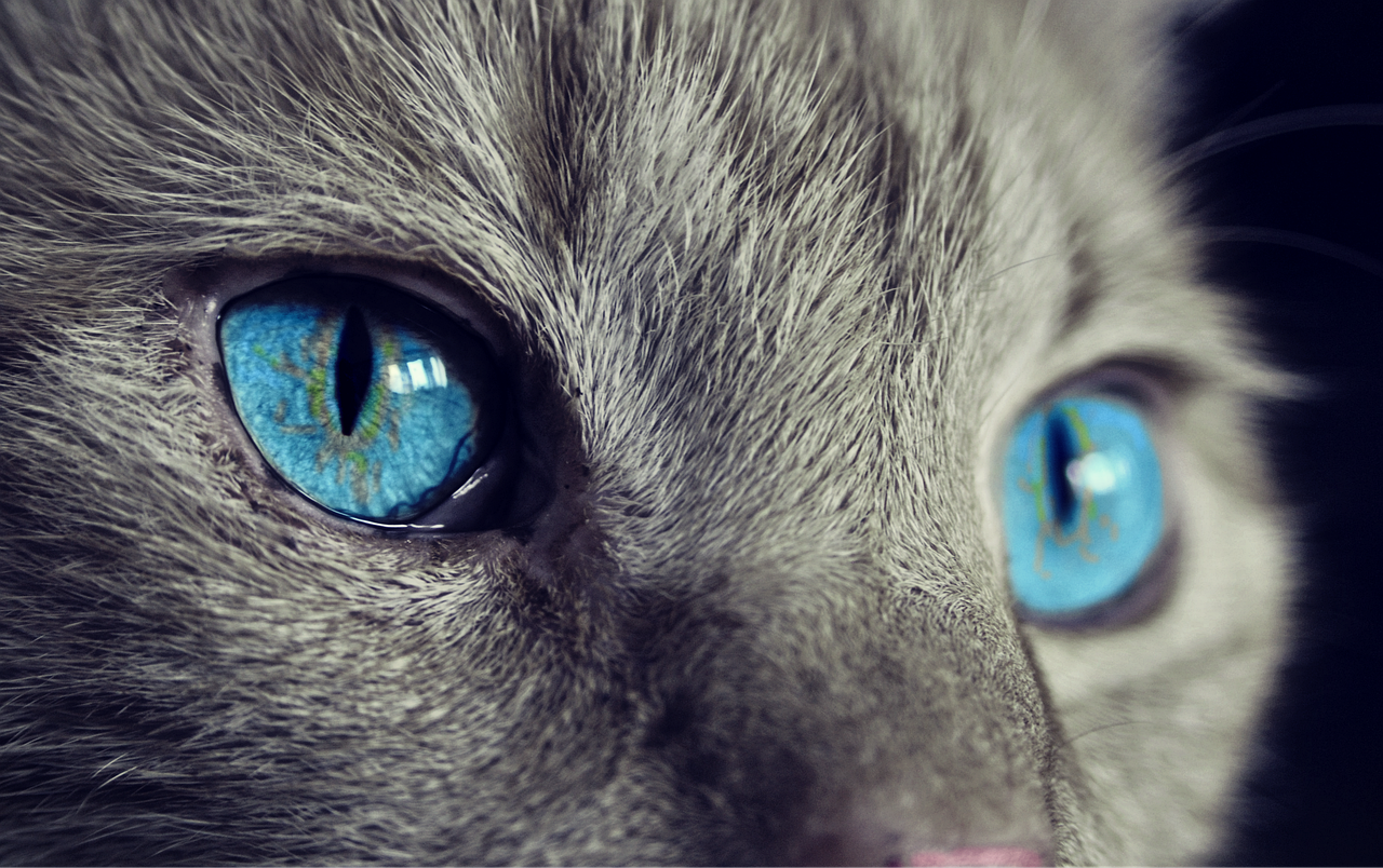 cat-1285634-1280.png