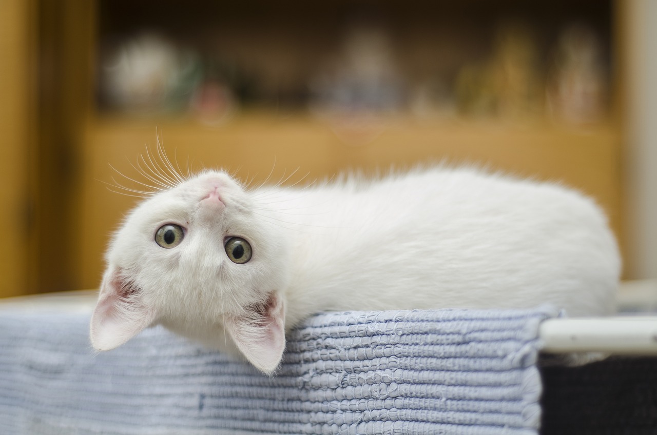 kitten-1285341-1280.jpg