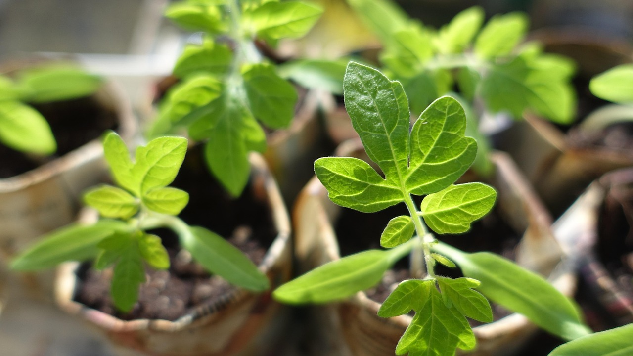 plant-999375-1280.jpg