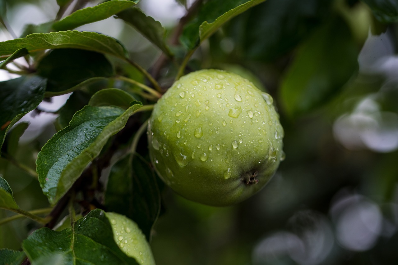 apple-5523590-1280.jpg