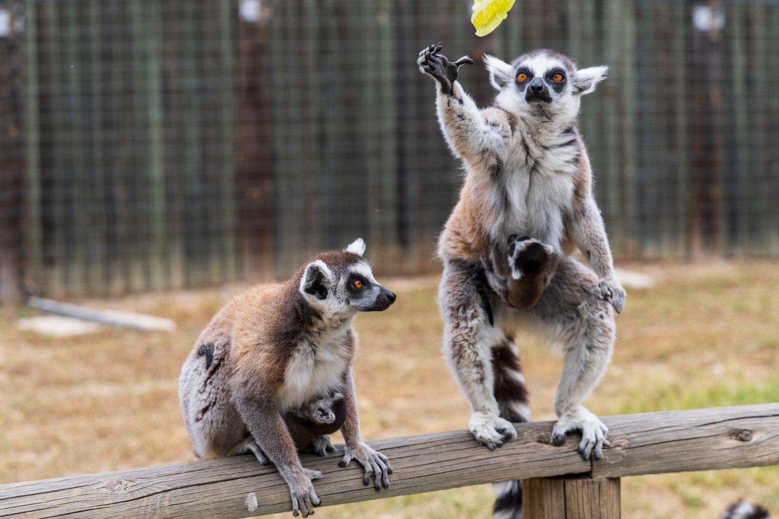 lemur.jpg