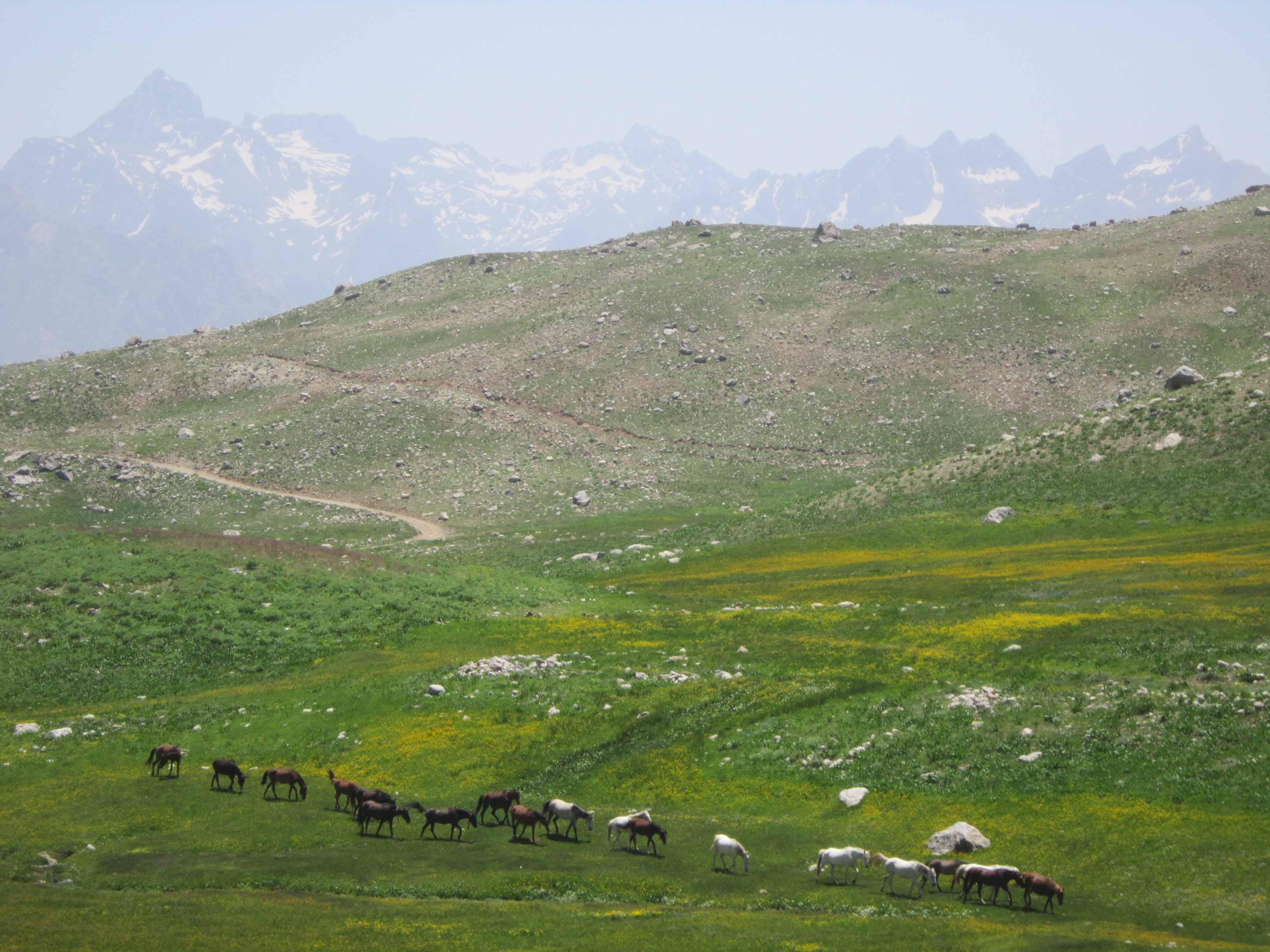 bercelanda-yilki-atlari.jpg