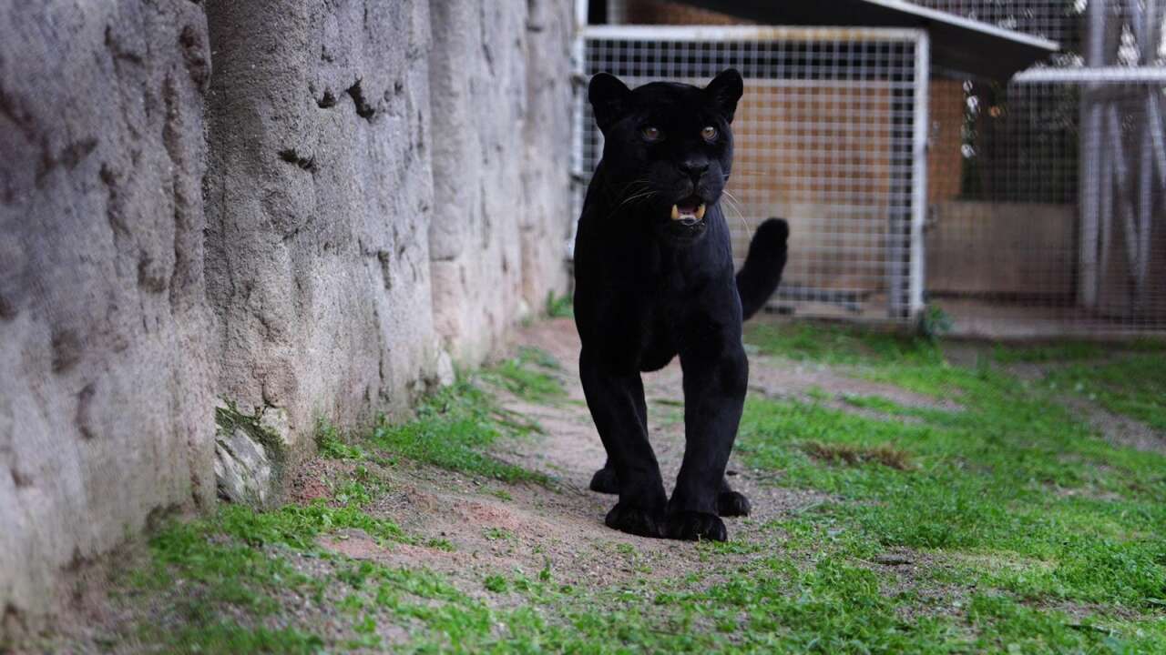 13-01-2026-67c33dd5-fb4d-493f-9cbd-a84a8c997791