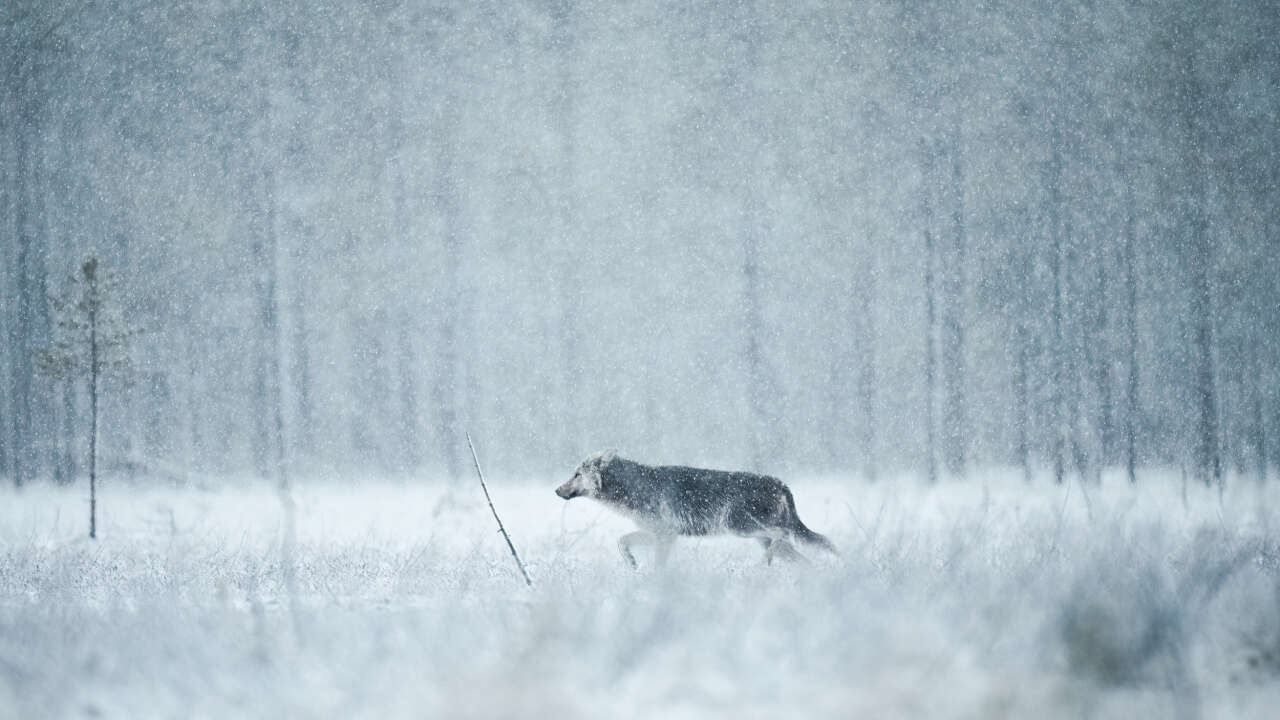 1770794440-alexandra-surkova-sony-1-ii-fe-600-mm-f4-gm-oss-1320-sn-f4-0-iso-8000