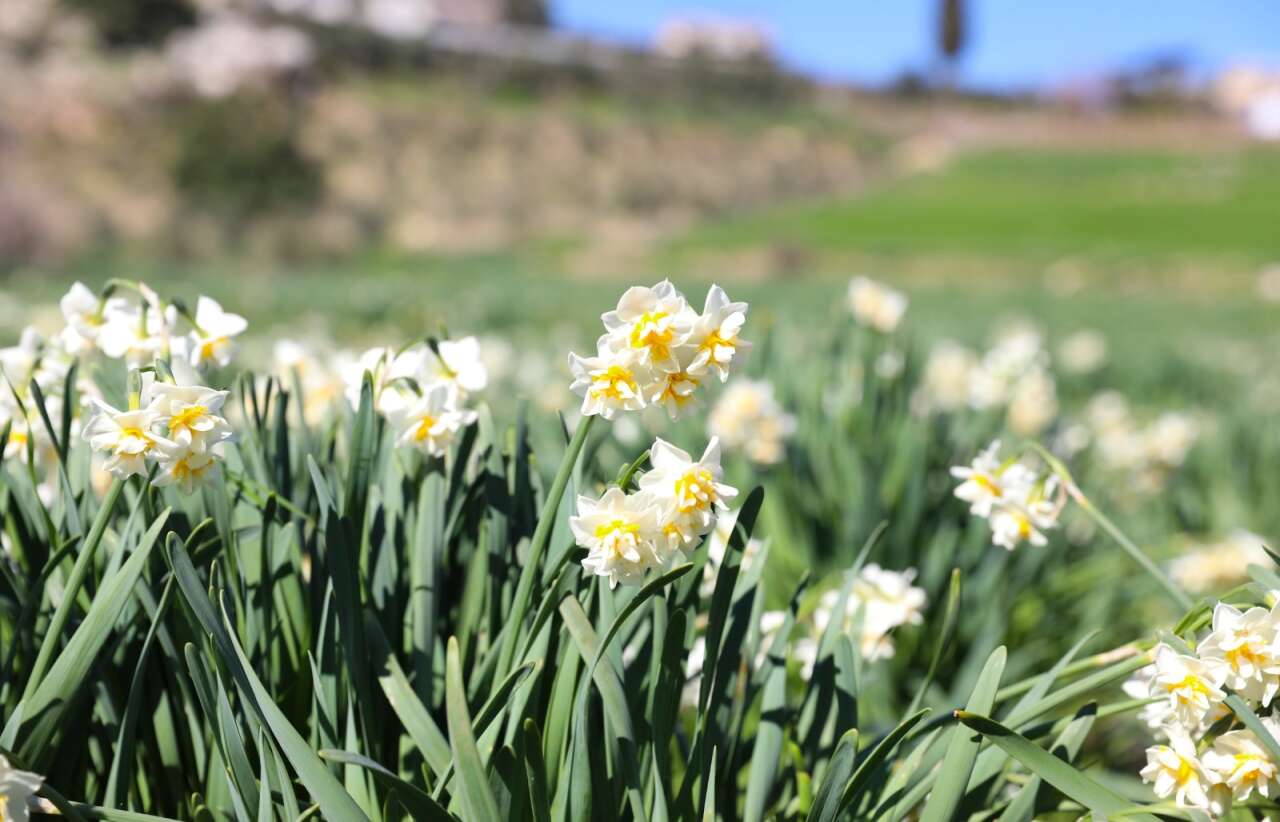 mersin-buyuksehirin-nergis-projesi-kirsal-kalkinmaya-destek-oluyor-5