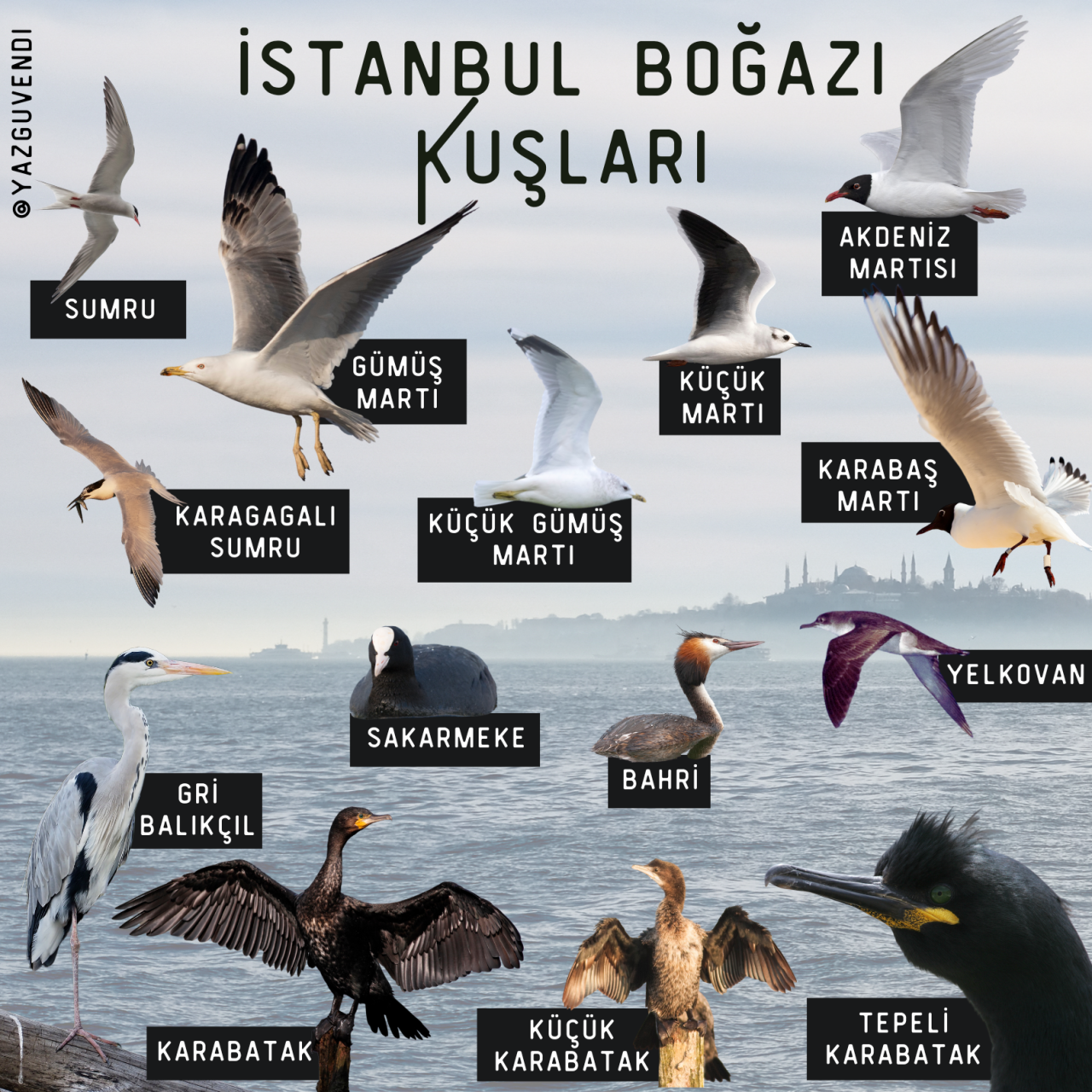 1775464094-bog-az-kus-lar-1
