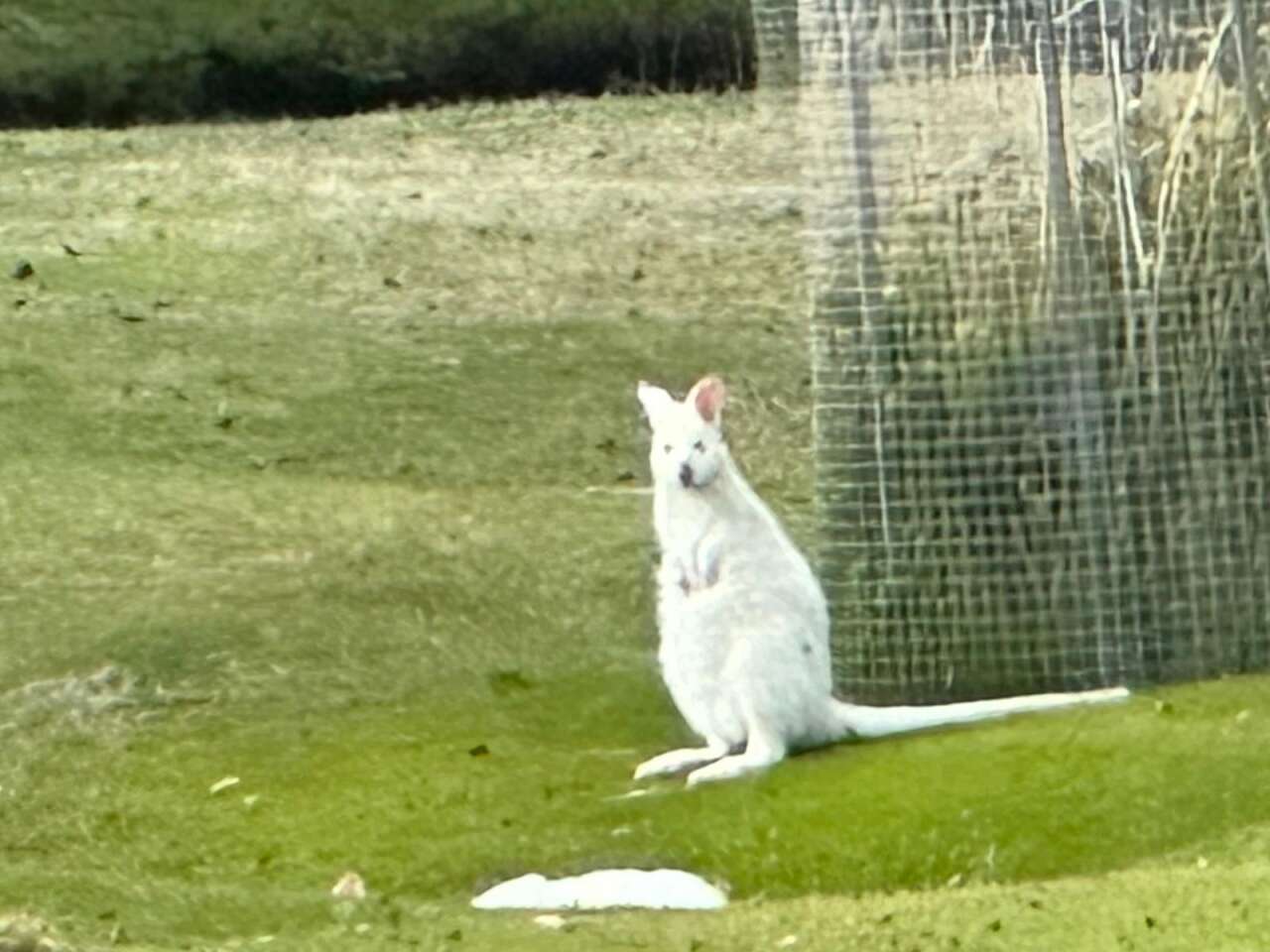 bruny-adasindaki-albino-kanguru