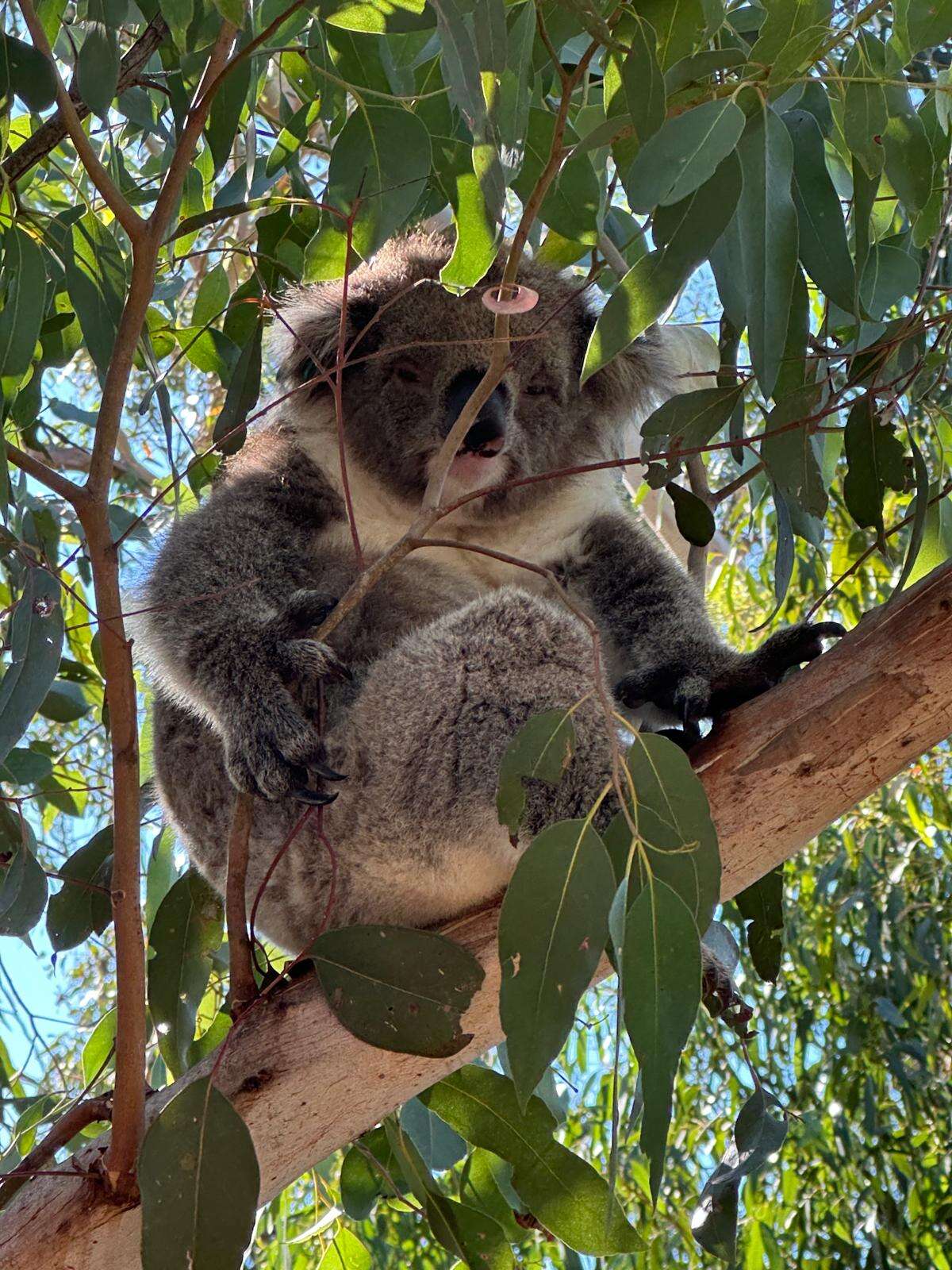 koala