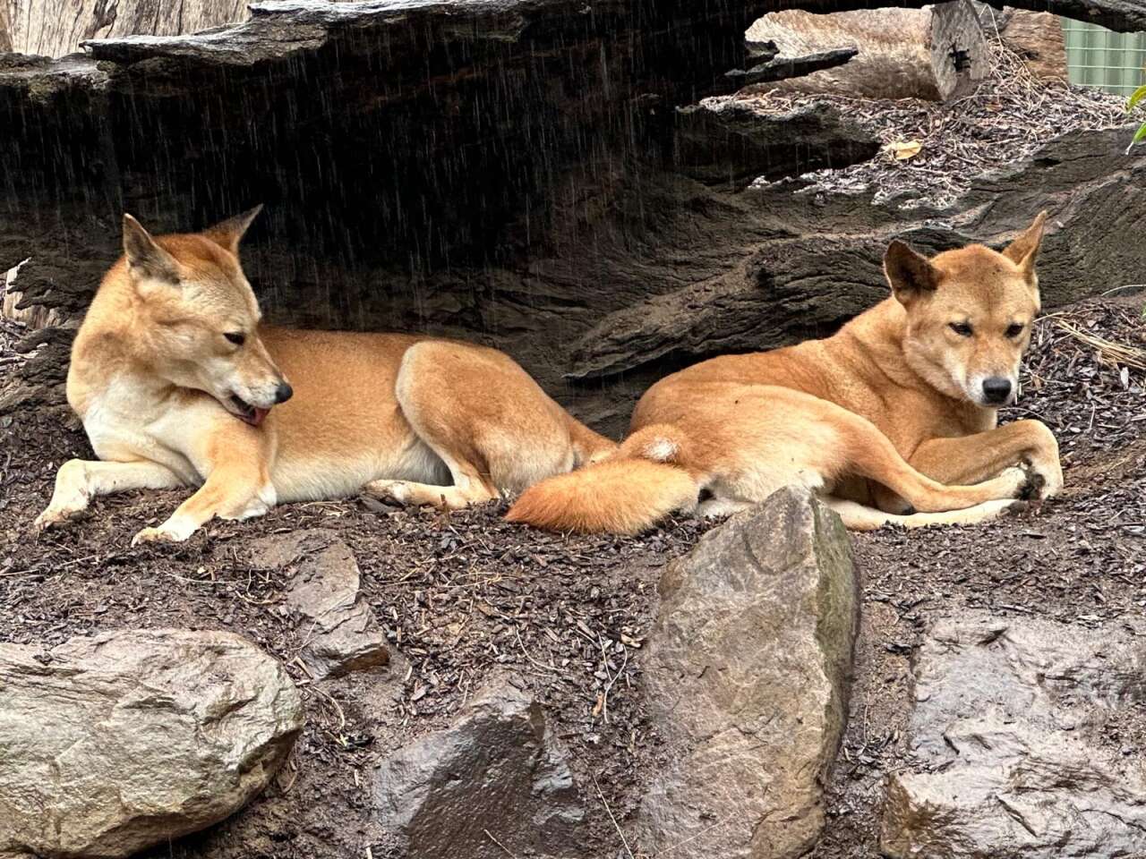 featherdale-ulusal-parki-dingolar