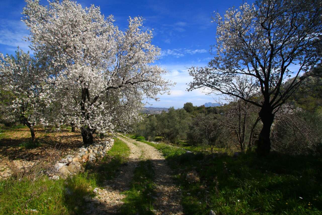 karia-yolunda-datca-badem-cicekleri
