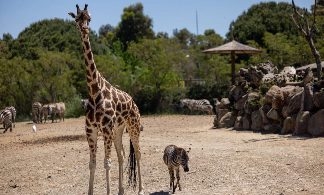 zebra-zurafa